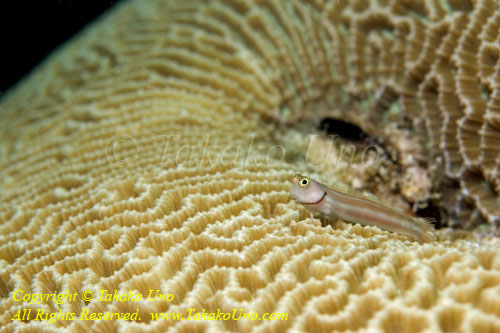 Blenny 11tc 4881 copy