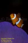 Clownfish 04t Western, Nemo 3445 copy