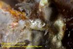 Boxer Crab 07t Lybia caestifera carrying Triactis producta 4649