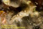 Boxer Crab 9tc Lybia caestifera carrying Triactis producta 4650