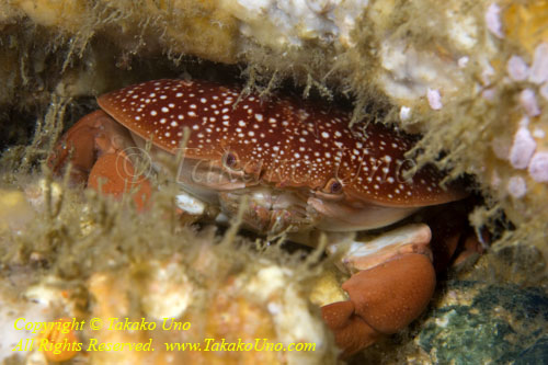 Crab 25tc Rock 3986 copy