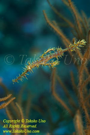 Ghost Pipefish 02tc 4470 copy