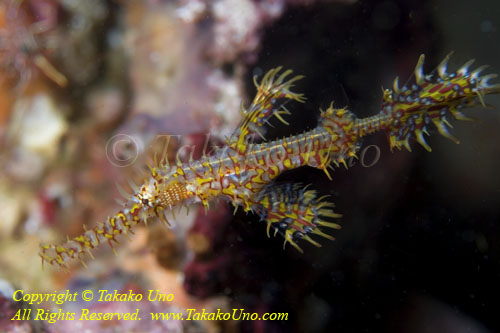 Ghost Pipefish 06tc 4041 copy