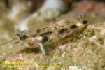 Goby 06tc 3312 copy