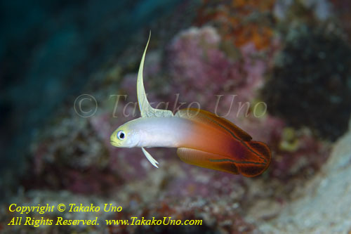 Goby 12tc 4907 copy