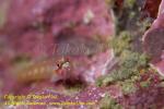Goby 15tc 3994 copy
