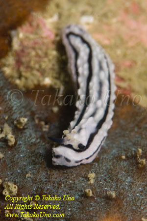 Nudi 17tc 3333 copy