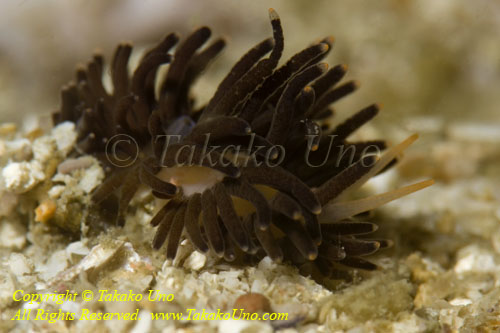 Nudi 15tc 3309 copy