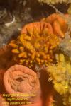 Nudi 16tc Wentle Trap Snail eggs & Cup Coral 3329 copy
