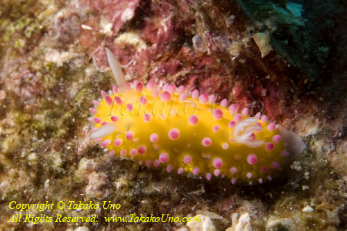 Nudi 27tc 4524 copy