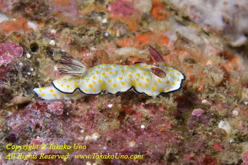 Nudi 34tc 4203 copy