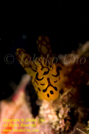 Nudi 44tc 4840 copy