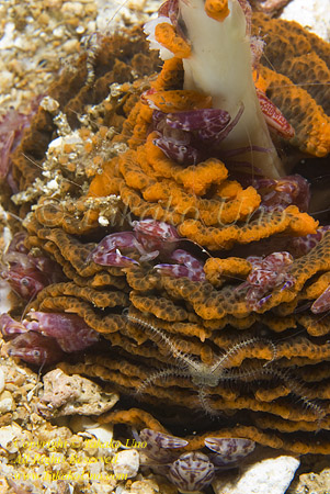 Crab 11t Porcelain 0789 copy