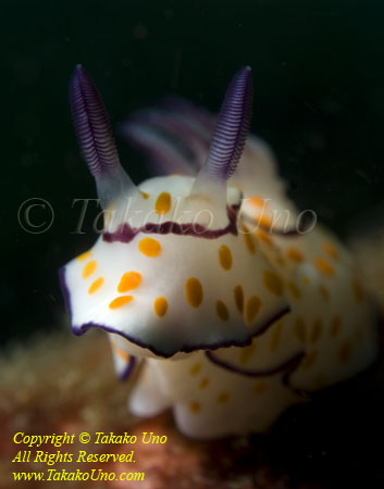 Nudi 66tc Ringed Chromodoris 3956 copy