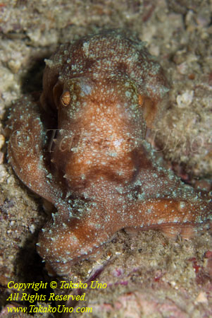 Octopus 05t Luteus 4341 copy