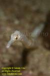 Pipefish 03t Stick 3381 copy