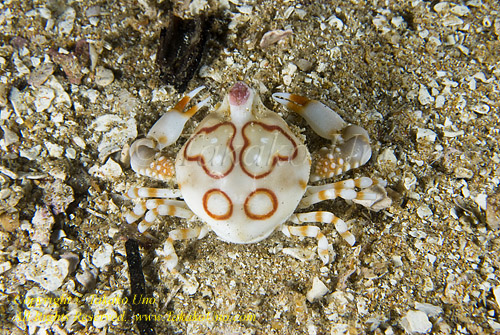 Crab 19t Pebble 0839 copy