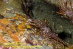 Shrimp 17t Hinge-beaked male 4034 copy