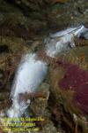 Shrimp 18t Hinge-beak feeding on dead fish 4193 copy