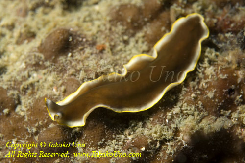 Worm 02tc Flatworm 4264 copy