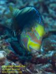 Wrasse 01tc 2979 copy