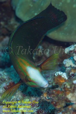 Wrasse 02tc 3003 copy