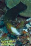 Wrasse 02tc 3003 copy