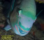 Wrasse 08tc Parrotfish 4346 copy