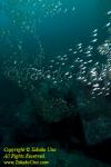 Glassfish 01t 3579 copy