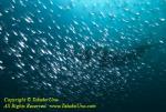 Glassfish & Diver 05t 3631