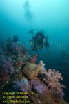 Coral 18t Soft 3649 copy