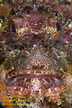 Scorpionfish 01tc 0291 copy