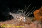 Scorpionfish 14tc Lionfish juv 4031 copy