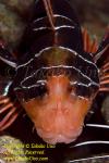 Scorpionfish 02tc Radial Lionfish 3124 copy