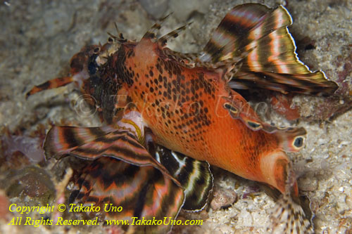 Scorpionfish 12tc Twinspot Lionfish 4811 copy