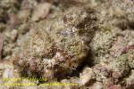Scorpionfish 18tc False Stone 4345 copy