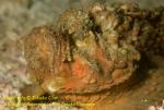 Scorpionfish 05t Stone Fish, Estaurine 3365 copy