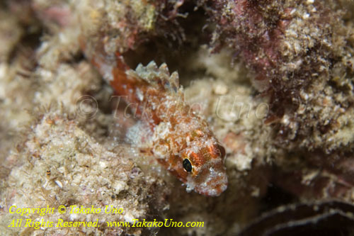 Scorpionfish 19tc 4347 copy