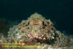 Scorpionfish 16tc 4146 copy