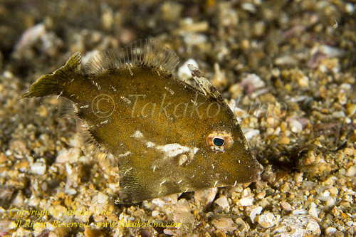 Filefish 01tc Bristle-tail 0797