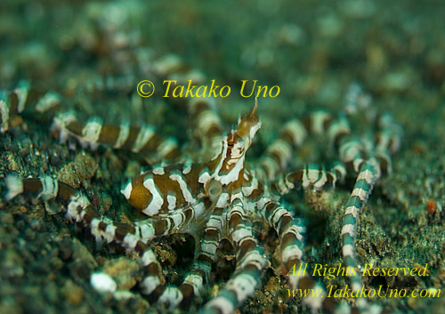 Octopus 15tc Wunderpus 024 copy