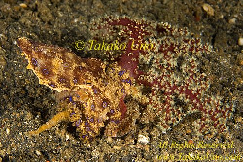 Octopus 31tc Blue Ring 030 copy
