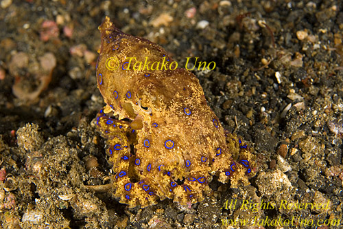 Octopus 29tc Blue Ring 029 copy