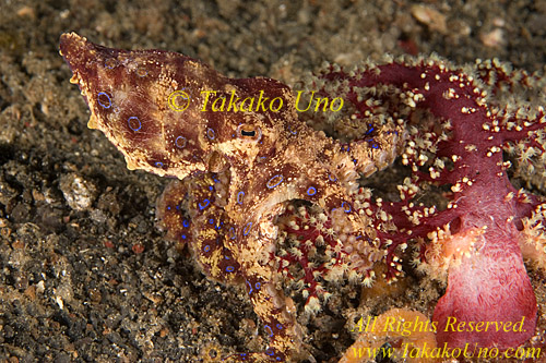 Octopus 18tc Blue Ringed 0 copy
