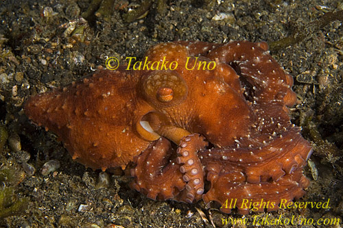Octopus 43tc Luteus 0278 Red Octopus