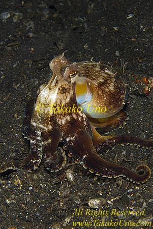 Octopus 39t Coconut 0227 copy