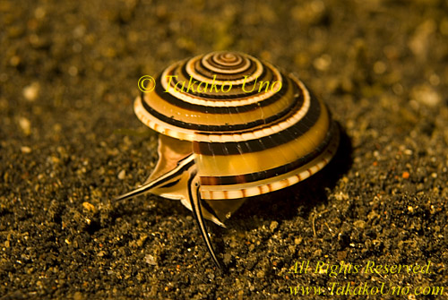 Snail 02tc Sun Dial 0327