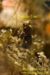 Sea Horse 09tc H pontohi 0208