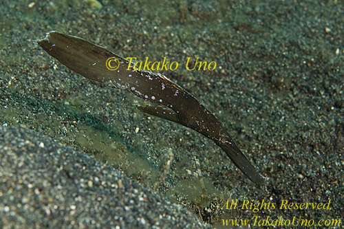 Ghost Pipefish 01tc Robust male