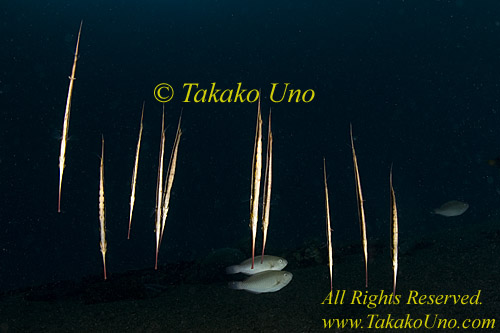 Razor Fish 01tc 0048 copy